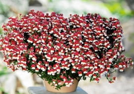 Sunsatia. Ogrodnicy reklamują ją jako alternatywę dla bratków, ponieważ kwitnie nieprzerwanie od marca aż do jesiennych przymrozków. Jej pachnące kwiaty są drobne, ale za to tak liczne, że prawie nie widać spod nich liści. Płatki mogą być np. żółte, pomarańczowe, czerwone albo dwubarwne. Sunsatia kocha słońce, toleruje również półcień.