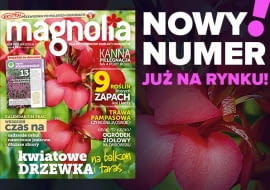 Magazyn Magnolia