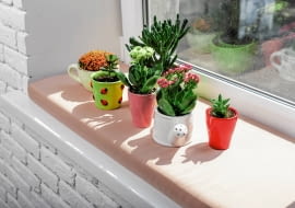 Sukulenty (m.in. kalanchoe i grubosze) doskonale znoszą długotrwałą suszę, zarówno tę w przyrodzie, jak i w mieszkaniu.