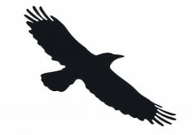 Rysunek ptaka drapieżnego na szybie odstrasza i chroni małe ptaki przed zderzeniem z szybą