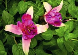 nowości kwiatowe, kwiaty na balkon, Fuksja 'Peppermint Candy'