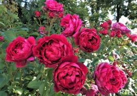 Róża krzewiasta 'Soul'