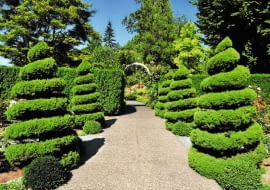 Dekoracyjnie uformowane krzewy to atrakcja wielu historycznych parków.