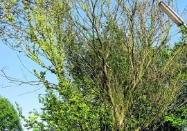 Okaz porażony przez holenderską chorobę wiązów już latem w błyskawicznym tempie traci liście.