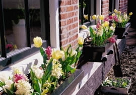 Kwiaty cebulowe: hiacynty i tulipany w pastelowej kolorystyce. W zacisznych, słonecznych miejscach rośliny zakwitają znacznie wcześniej