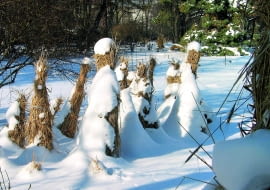 13.02.2003 WARSZAWA OGROD BOTANICZNY UNIWERSYTETU WARSZAWSKIEGO ALEJE UJAZDOWSKIE OKRYWANIE ROSLIN SLOMA CHOCHOL ZIMA SNIEGFOT. PAWEL SLOMCZYNSKI / AGENCJA GAZETAPUBLIKACJA KWIETNIK NR 1 (133) - 1.2006PUBLIKACJA LADNY DOM NUMER SPECJALNY - OGROD 1/2011 - 4 2011