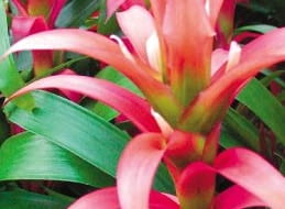 Guzmania języczkowata. Ma drobne białe lub żółte kwiaty i czerwone przykwiatki