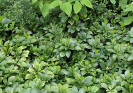 ROSLINY OKRYWOWE PROPOZYCJE