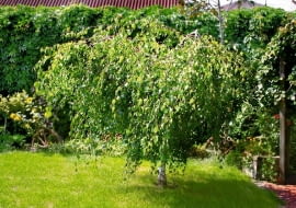 OGROD DRZEWO LISCIASTE BRZOZA BRODAWKOWATA BETULA VERRUCOSA ' YOUNGII ' FOT. MALGORZATA DYRSKA PUBLIKACJA KWIETNIK NR 1 (169) - 1 2009