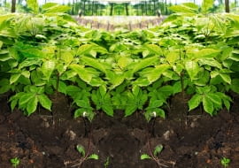 ŻEŃ-SZEŃ WŁAŚCIWY (Panax ginseng) dorasta do 0,5 m. Inne gatunki żeń-szenia mają nieco słabsze od niego właściwości.