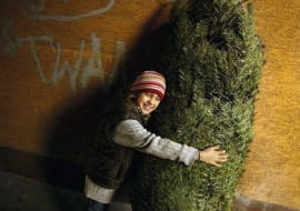 Jeśli chcemy sprawdzić, czy choinka jest świeżo ścięta, postukajmy nią o ziemię. Nie powinny sie z niej sypać igły.