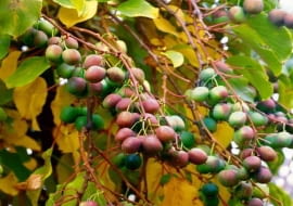 Dla pnącza kiwi najlepszym miejscem w ogrodzie będzie kącik słoneczny, osłonięty od wiatru, najlepiej przy południowo-zachodniej lub zachodniej stronie domu