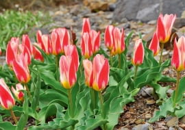 Tulipan kaufmanna 'Ancilla' to jedna z czołowych odmian tej grupy. Kwitnie pod koniec marca. Wzdłuż czerwonego środka płatków ma białe obrzeżenie, które stopniowo różowieje.