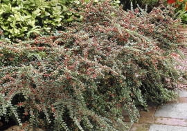 01A93QAU - Cotoneaster horizontalis