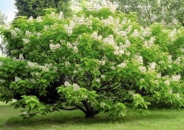 catalpa bignonioides 'aurea' flowering in july cambridge botanic garden