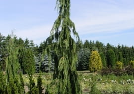 Cyprysik nutkajski 'Pendula'