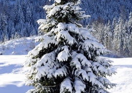 JODŁA - MISTYCYZM 2-11.01 oraz 5-14.07 Wyniosła i dumna Jodła, szlachetna i pełna godności, jak nikt inny potrafi dbać o swój wizerunek. Kocha piękne stroje i biżuterię (choć bywają również Jodły ascetyczne i surowe), a otacza się ludźmi starannie wybranymi, innych trzymając na dystans. Ma skłonność do filozofowania i mistycyzmu. Często małomówna i wybitnie inteligentna, nie lęka się wyzwań i nie ulega wpływom. Pracownikiem jest sumiennym, samodzielnym i odpowiedzialnym. Można na niej bezwzględnie polegać. Bywa, że zakochuje się do szaleństwa, lecz jest wymagająca i niełatwa we współżyciu. Nade wszystko dba o karierę. Dzielnie znosi wszelkie przeciwności losu i nigdy nie traci nadziei.