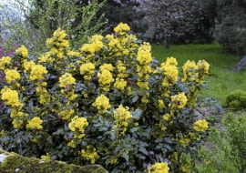 01ACDGYV - Mahonia aquifolium SLOWA KLUCZOWE: {$kwd}