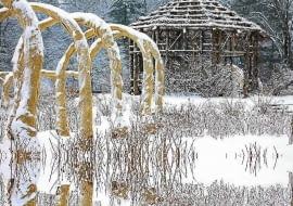 Pnącza rozpięte na kratkach i pergolach okrywamy przed mrozem