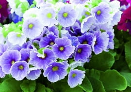 Pierwiosnek kubkowaty (Primula obconica)