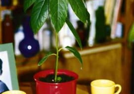 Wyjęte z owocu nasiona awokado, w suchym powietrzu szybko wysychają i tracą żywotność, dlatego najlepiej od razu umieścić je w wilgotnym podłożu.