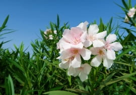 Oleander pospolity