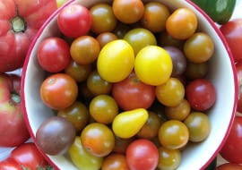 Amatorsko można uprawiać różne grupy pomidorów: i te ogromne malinowe, których owoce ważą po 250-300g i średniej wielkości i małe tzw. koktailowe. Powodzeniem cieszą sie odmiany barwne.