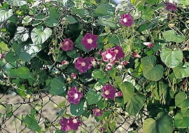WILEC PURPUROWY IPOMEA PURPUREA PNACZE ROSLINA JEDNOROCZNA SEZONOWA BALKONOWA OGRODZENIE METALOWE SIATKA PLOT FOT. PAWEL SLOMCZYNSKI / AGENCJA GAZETA PUBLIKACJA KWIETNIK NUMER SPECJALNY - BALKONY I TARASY - WIOSNA 2003
