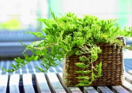 23.05.2006 WARSZAWA DLA CZTERY KATY IGLAK IGLAKI IGLASTE JALOWIEC PLOZACY JUNIPERUS HORIZONTALIS PRINCE OF WALES STYLIZACJA ANETA KOSIBA FOT. LUKASZ ZANDECKI / AGENCJA GAZETA PUBLIKACJA KWIETNIK NR 9 (141) - 9.2006