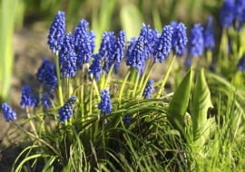 Szafirki mogą rosnąć w tym samym miejscu przez kilka lat, tworząc coraz większe kępy. Na zdjęciu dojrzewający owocostan szafirka.