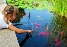 Karasie i karpiki koi dobrze znoszą nasz klimat. Jeśli oczko wodne jest głębokie, ryby mogą w nim pozostać