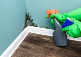 Grzyb na ścianach.   Jak go skutecznie usunąć?