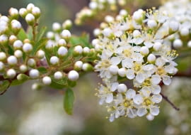 WIOSNA: Tarnina kwitnie przed rozwojem liści, zwykle w marcu, gdy często jeszcze powracają chłody. Mocnym zapachem pyłku wabi owady.