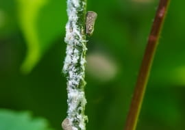 Biały Skoczek (Metcalfa pruinosa)