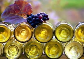 WINOGRONA , WINOROSL WINO JESIEN