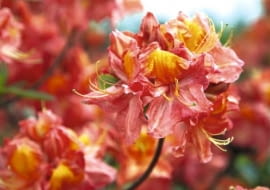 12.05.2009 PISARZOWICE SZKOLKA KRZEWOW OZDOBNYCH - EUGENIUSZ PUDELEK N/Z AZALIA " JUANITA " FOT. MICHAL MUTOR / AGENCJA GAZETA