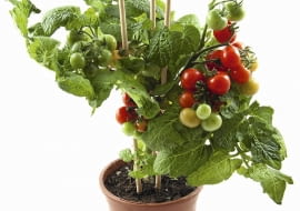 Doniczka, w której rośnie ten krzaczek pomidora, jest zdecydowanie za mała.