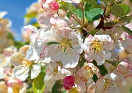 *E4PFR6 Malus Evereste crab apple blossom