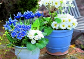 pierwiosnek bezłodygowy w odmianach niskich i wysokich wraz z irysami żyłkowanymi.