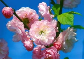 Migdałowiec trójklapowy, migdałek, Prunus triloba, Amygdalus triloba