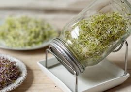 Uprawa kiełków w kiełkownicy słoikowej