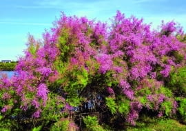 Tamaryszek francuski na stanowisku naturalnym w Bretanii (północno-zachodnia Francja).