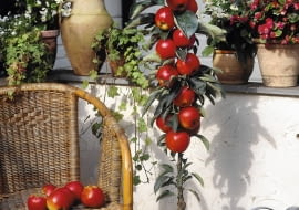 Ballerinab umchen, S ulenapfelbaum, Malus domestica Ballerina SLOWA KLUCZOWE: 60007 appel Apple Balcony/terrace in pot Balkon/terras in pot Ballerina Compleet product Complete product domestica DVEBM Fruit Fruits Malus Malus domestica Ballerina rood Westland Hochformat