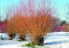 Wierzba biała 'Vitellina' (Salix alba)