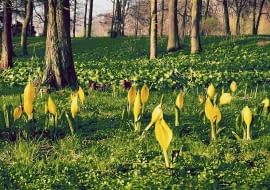 ARBORETUM PARK PUBLICZNY OGROD DENDROLOGICZNY ZRODLISKO TEREN PODMOKLY TULEJNIK AMERYKANSKI LISICHITON AMERICANUS KWIAT WIOSNA FOT. OGROD DENDROLOGICZNY W PRZELEWICACH PUBLIKACJA OGRODY NR 8 (52) - 8.2003 SLOWA KLUCZOWE: ROSLINY OGRODY ZDJĘCIE DO WKŁADKI: PUBLIKACJA OGRODY NR 8 (52) - CZASOPISMA