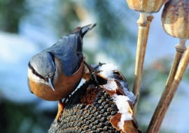 Kowalik, podobnie jak inne ptaki, nie pogardzi słonecznikiem.