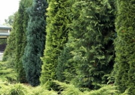 05.07.2006 WARSZAWA , DOBRZYCA K/KOSZALINA, CENTRUM OGRODNICZE HORTULUS