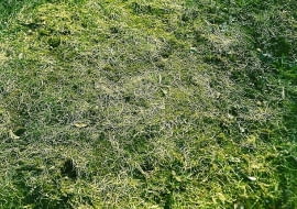 ZNISZCZONY TRAWNIK MECH FOT. PAWEL SLOMCZYNSKI / AGENCJA GAZETA PUBLIKACJA OGRODY NR 9 (53) - 9.2003 PUBLIKACJA OGRODY NUMER SPECJALNY 2/2005 - TRAWNIK - 6.2005