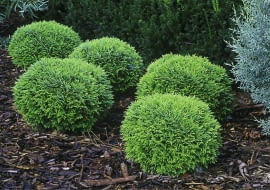 Żywotnik zachodni 'Danica'. Tuje, iglaki, krzewy ozdobne