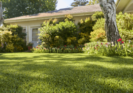 Ogród ze skoszonym trawnikiem